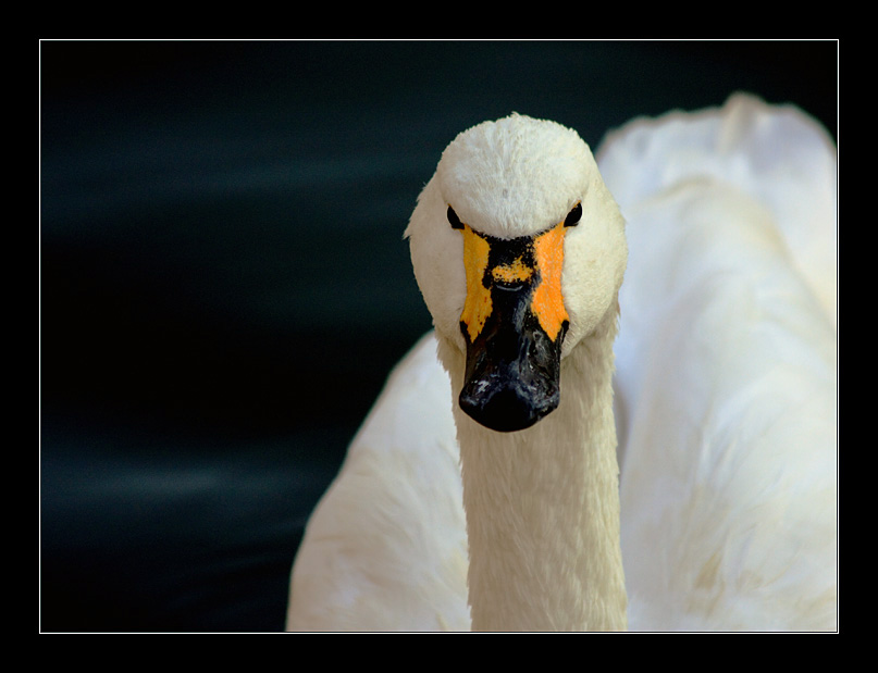 фото "В поисках Леды..." метки: природа, дикие животные