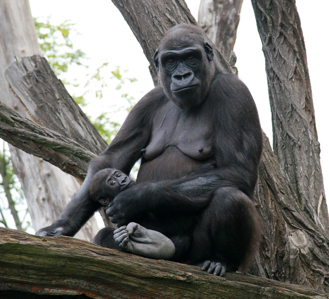 photo "30609 Mother with child" tags: nature, wild animals