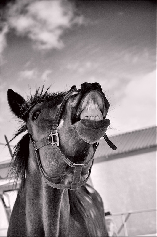 photo "...It laughed a reply..." tags: nature, black&white, pets/farm animals