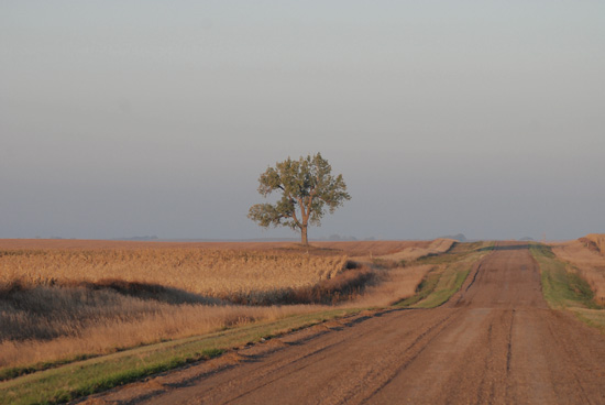 фото "There is a Tree" метки: пейзаж, 