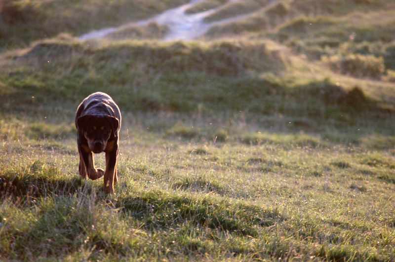 photo "The hunt." tags: landscape, nature, autumn, wild animals