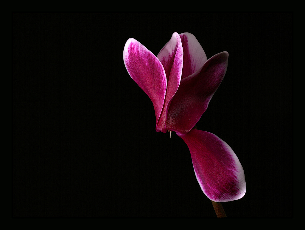 photo "Cyclamen-Persicum" tags: nature, flowers