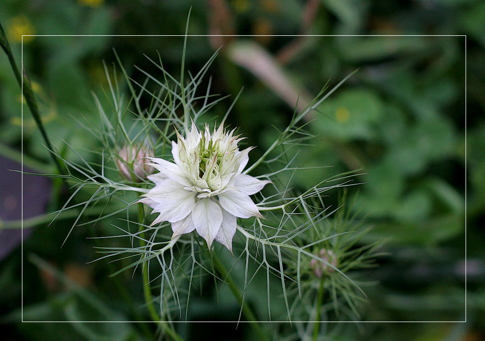 photo "Nigella damascena" tags: , 