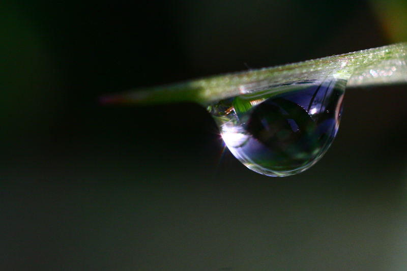 photo "***" tags: macro and close-up, nature, flowers