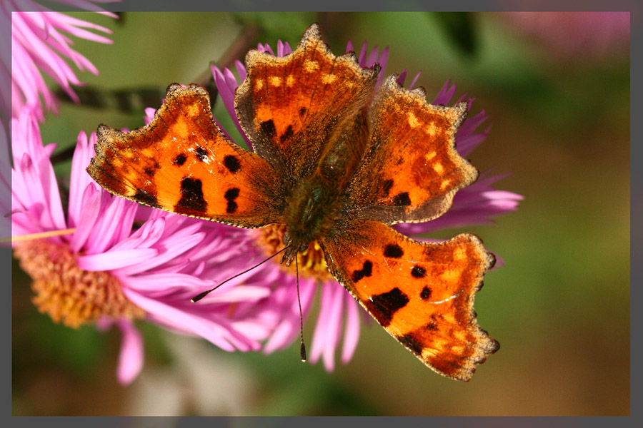 photo "***" tags: macro and close-up, nature, insect