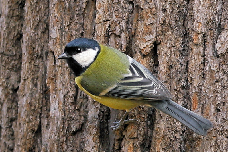 фото "Parus major" метки: природа, дикие животные