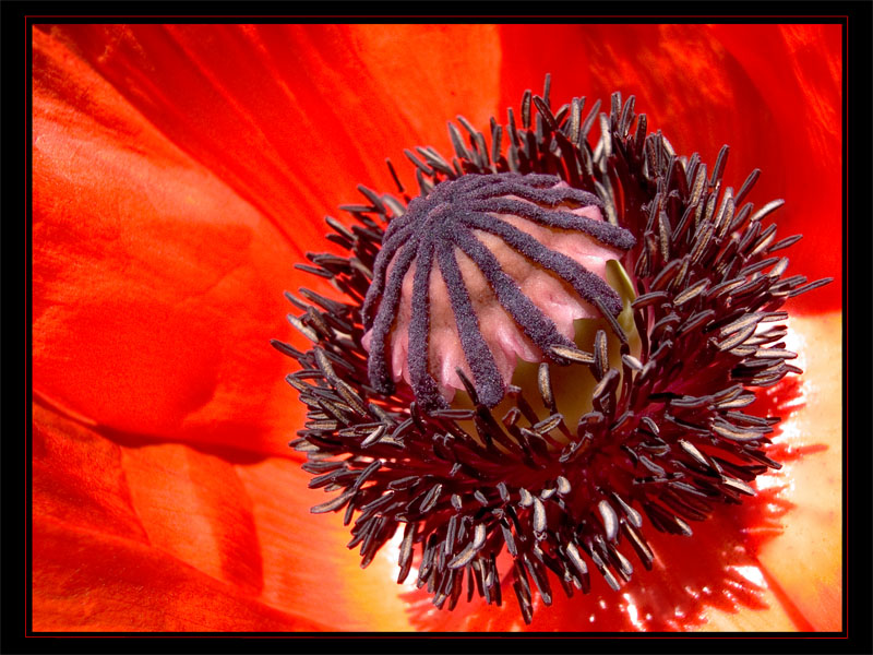 photo "***" tags: macro and close-up, nature, flowers