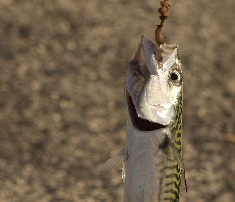 photo "Mackerel Catch" tags: sport, 