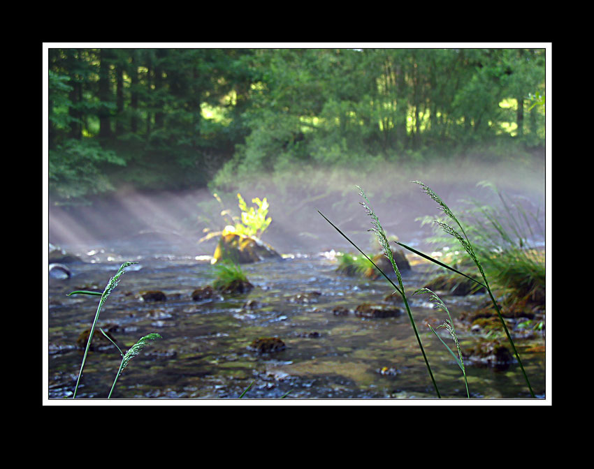 photo "Morning" tags: landscape, forest, water