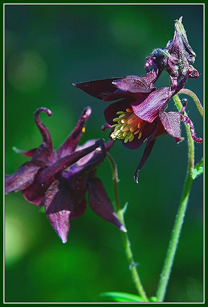 photo "Flower Grazia" tags: nature, macro and close-up, flowers