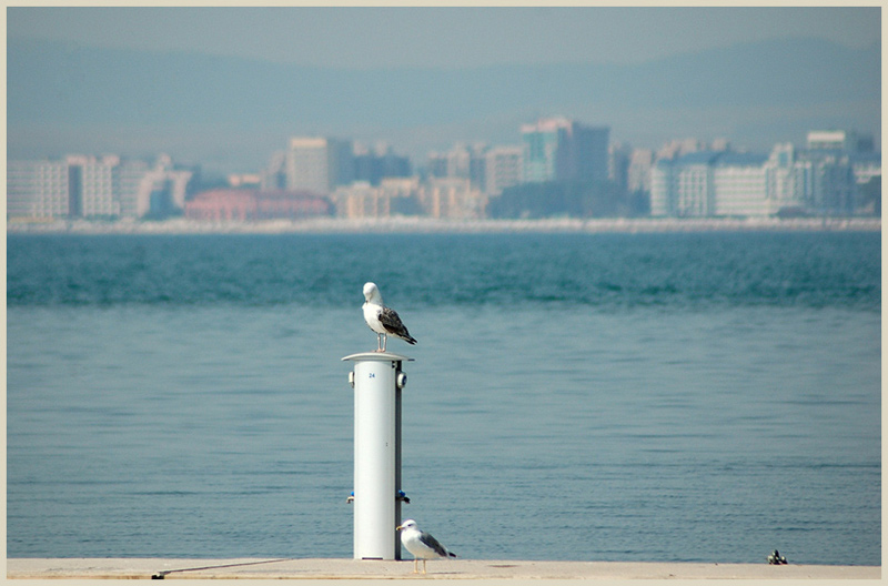 фото "Sea-gulls" метки: природа, путешествия, Европа, дикие животные
