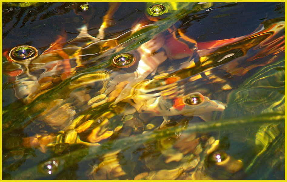 фото "Fish Impressiоns" метки: природа, абстракция, дикие животные