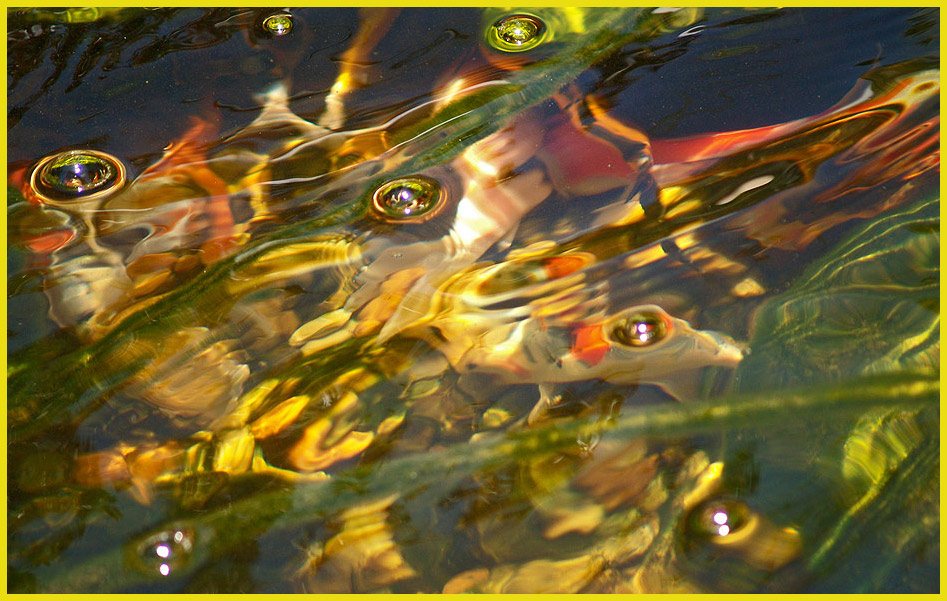 фото "Fish Impressiоns" метки: природа, абстракция, дикие животные