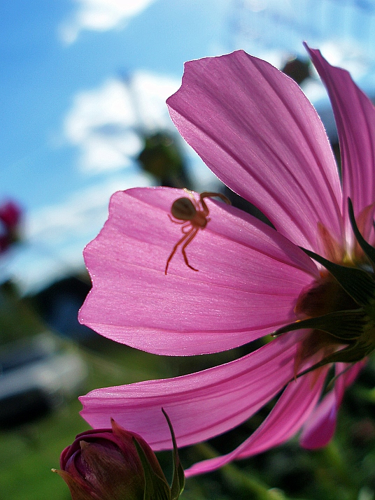 photo "***" tags: nature, macro and close-up, flowers