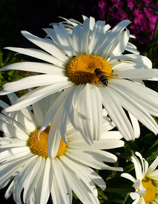 photo "***" tags: nature, macro and close-up, flowers