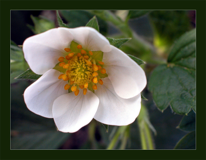 photo "Strawberries" tags: macro and close-up, nature, flowers