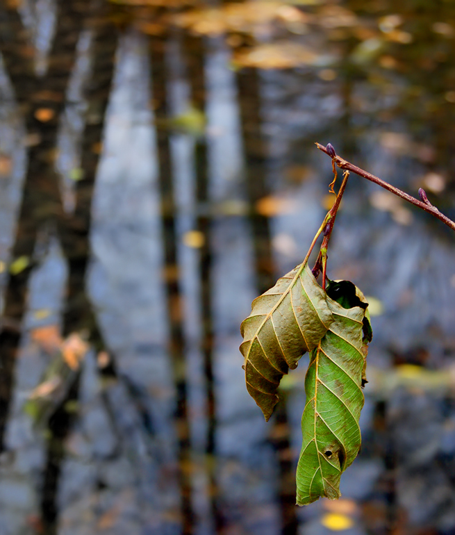 photo "Broken twig" tags: , 