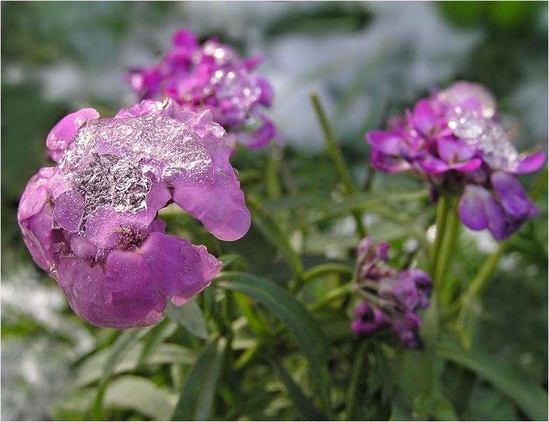 photo "First snow" tags: nature, macro and close-up, flowers