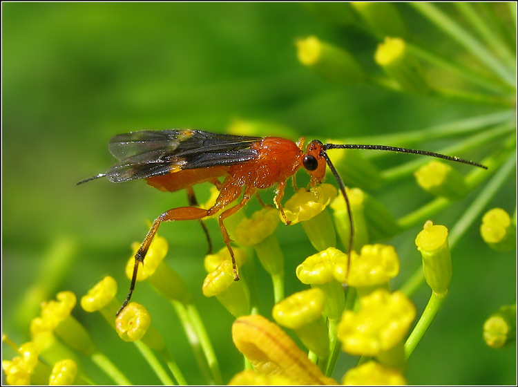 photo "***" tags: nature, macro and close-up, insect