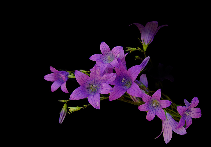 photo "***" tags: nature, macro and close-up, flowers