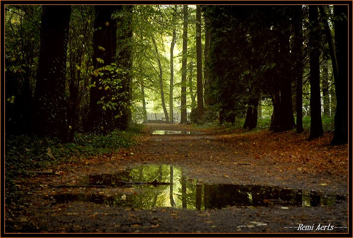 фото "after the rain" метки: пейзаж, лес