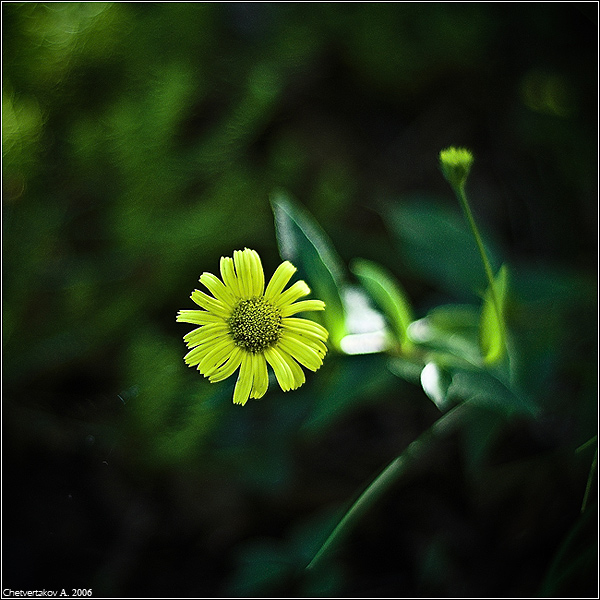 photo "***" tags: nature, flowers