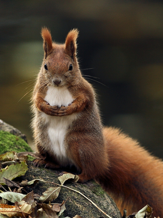 photo "Sciurus vulgaris" tags: nature, wild animals