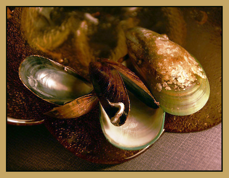 photo "Still life with mussels" tags: still life, abstract, 