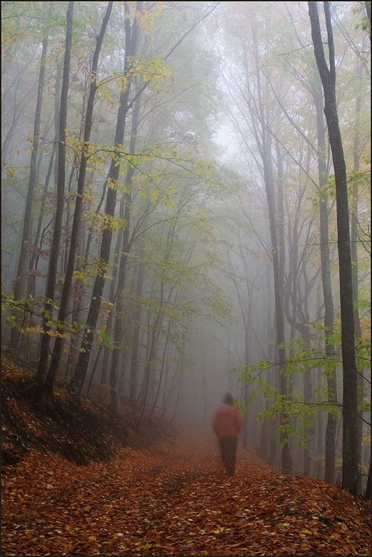 фото "В туман..." метки: пейзаж, осень