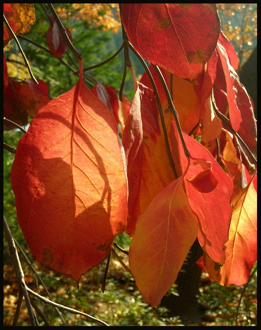 photo "***" tags: nature, landscape, autumn, flowers