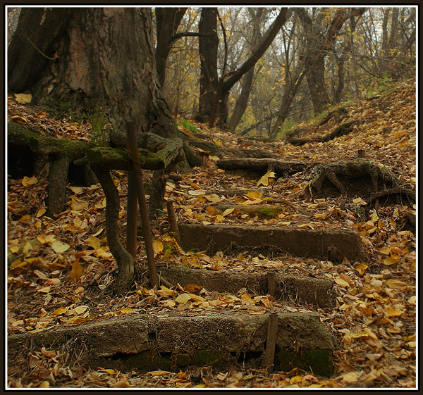 photo "***" tags: landscape, forest