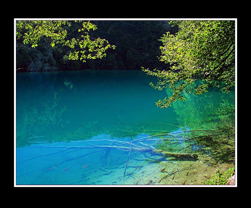 photo "Plitvice" tags: landscape, forest, water