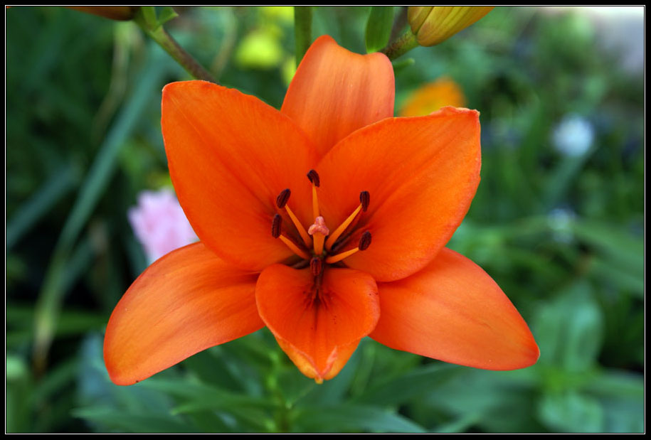 photo "Red lily" tags: nature, flowers