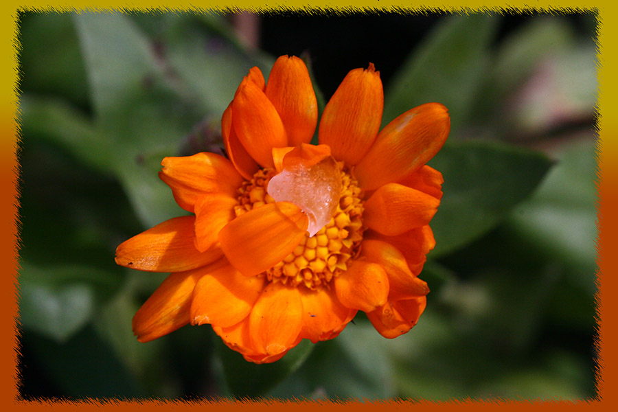 photo "***" tags: macro and close-up, nature, flowers