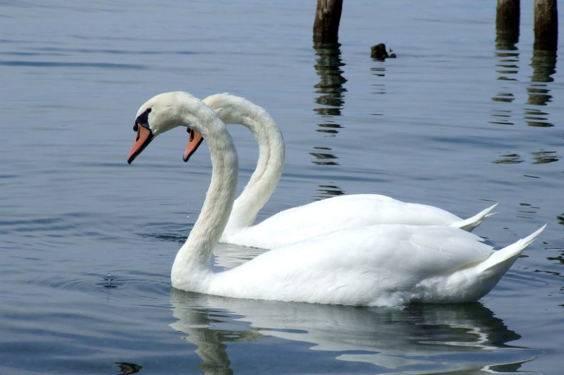 фото "together" метки: природа, пейзаж, вода, дикие животные