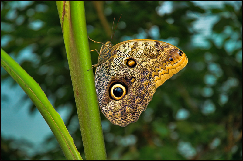 photo "as far as one can see" tags: nature, macro and close-up, insect