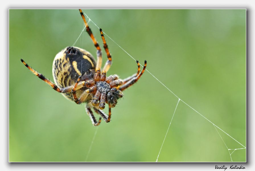 photo "***" tags: nature, macro and close-up, insect