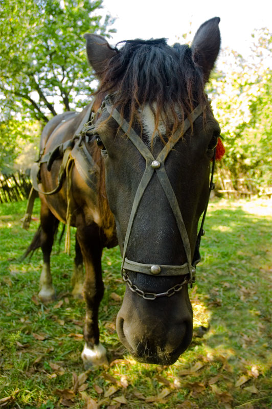 photo "***" tags: nature, portrait, pets/farm animals