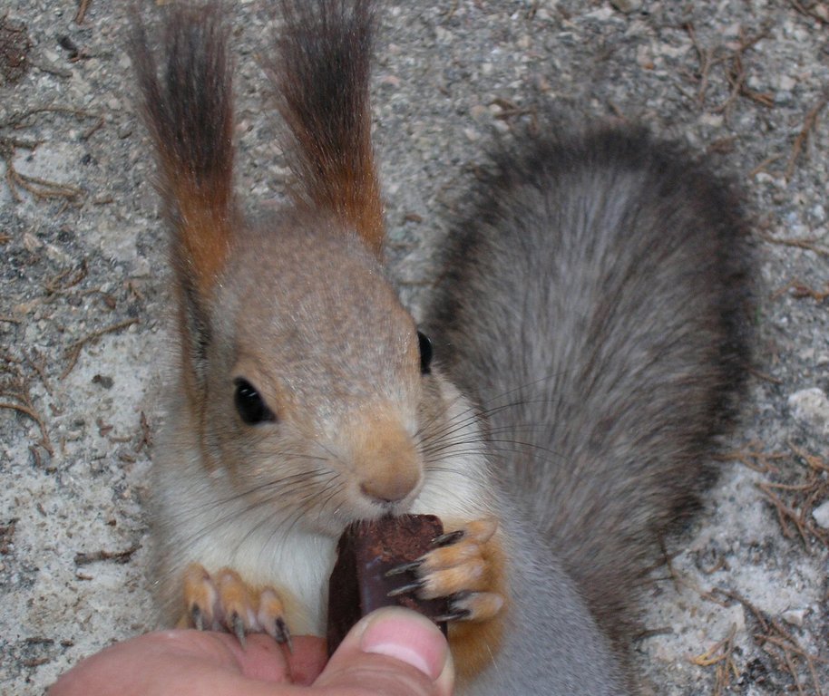 фото "М-м-м, да в этой конфетке ещё и орешки..." метки: природа, дикие животные