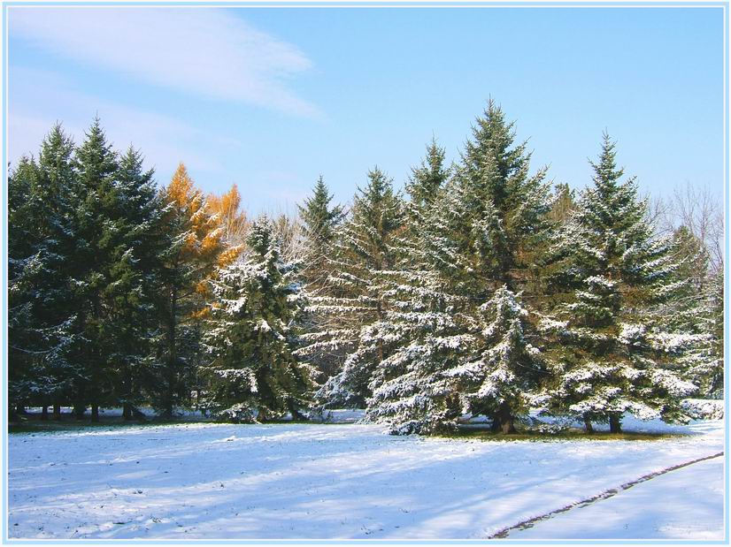 photo "***" tags: landscape, forest, winter