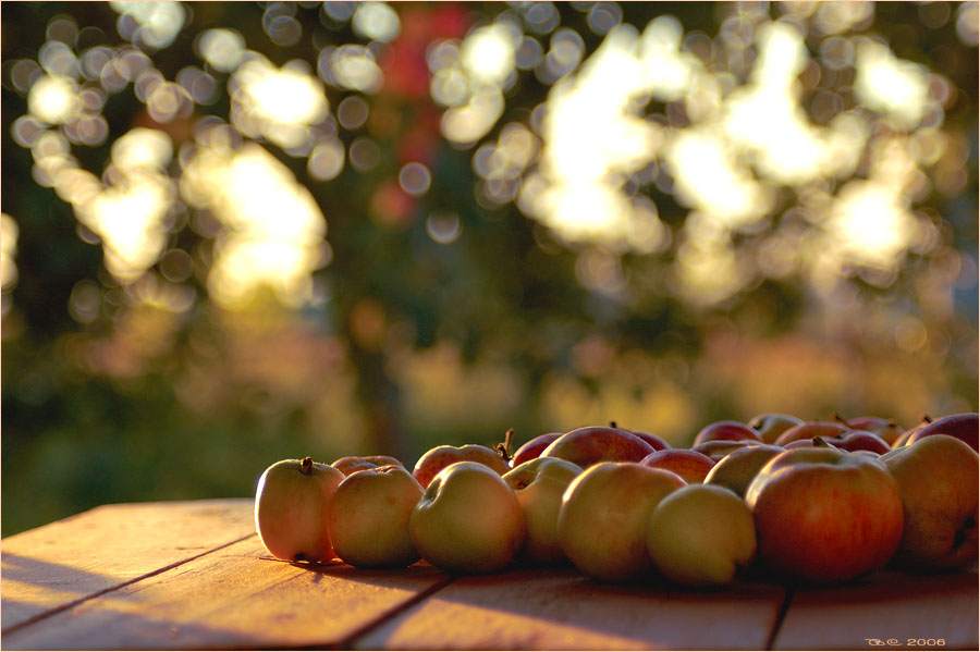 photo "Harvest" tags: still life, 