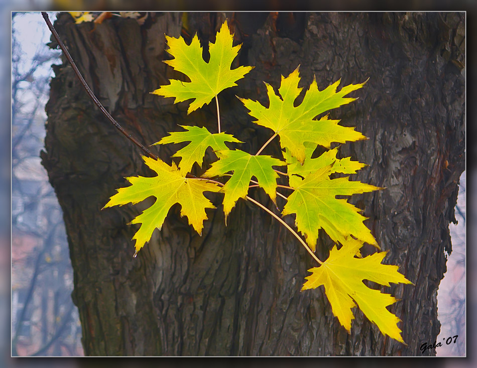 фото "Последние листья" метки: пейзаж, осень