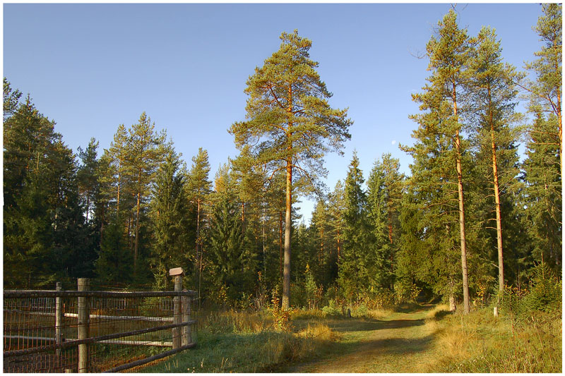 photo "***" tags: landscape, forest, summer