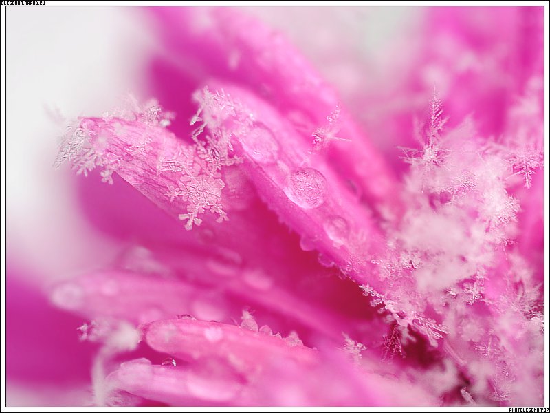 photo "TenderneSs" tags: macro and close-up, nature, flowers