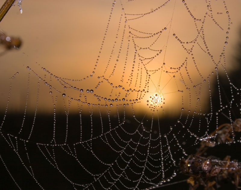 photo "***" tags: macro and close-up, 