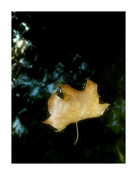 фото "." метки: натюрморт, природа, цветы