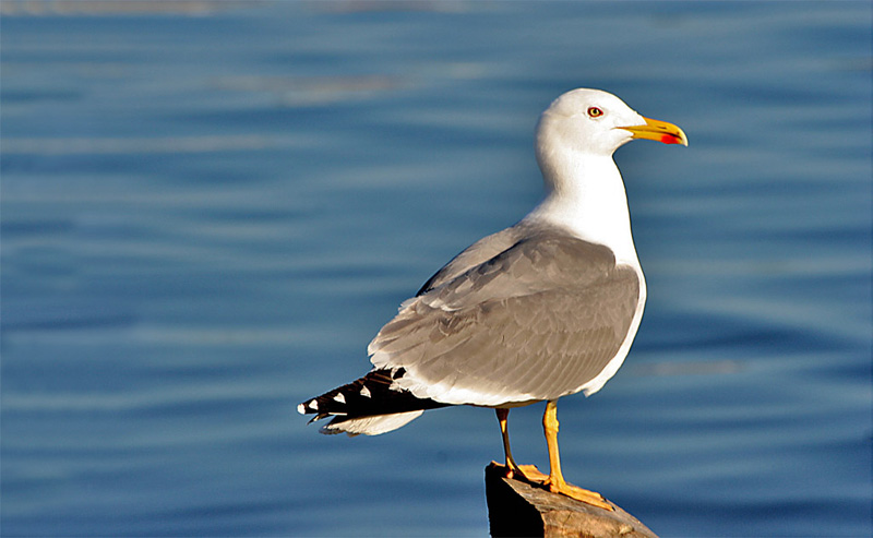 photo "A Vigilante" tags: nature, wild animals