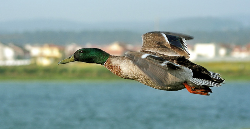 photo "Duck" tags: nature, wild animals