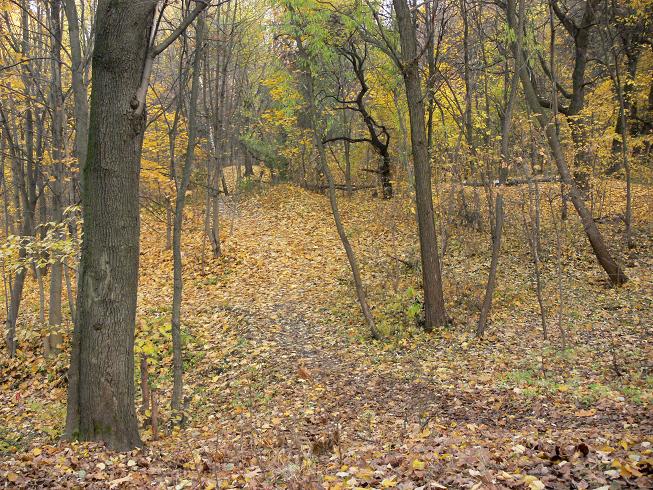 photo "***" tags: landscape, autumn, forest