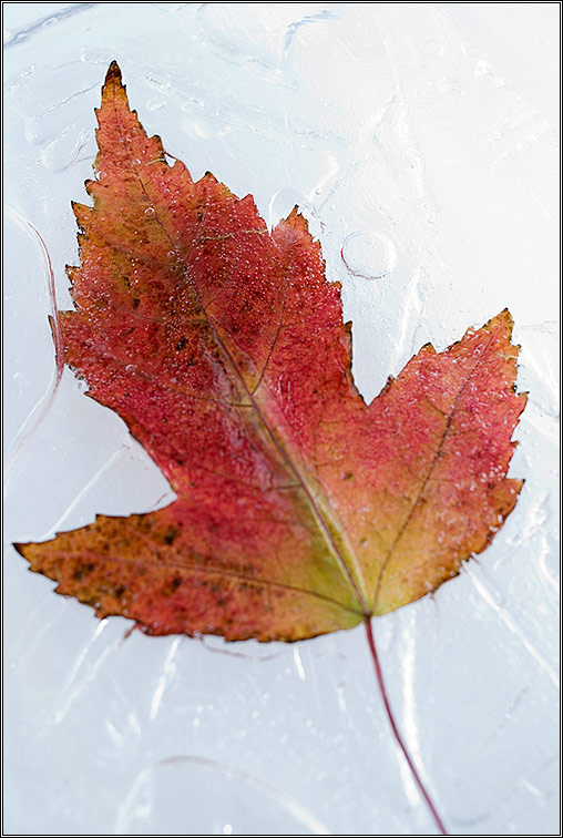 photo "A Frosted Autumn" tags: still life, 